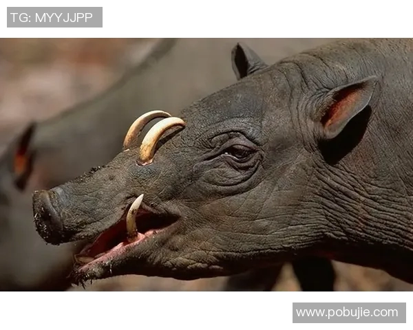 雄鹿栖息地保护与生态平衡的重要性探讨及其生存现状分析